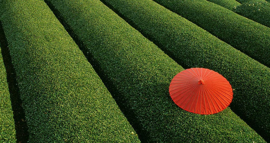 Waarom Japanse Matcha de Beste Keuze is