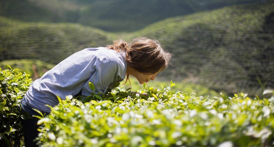 Vrouw die staat bij waar matcha van wordt gemaakt