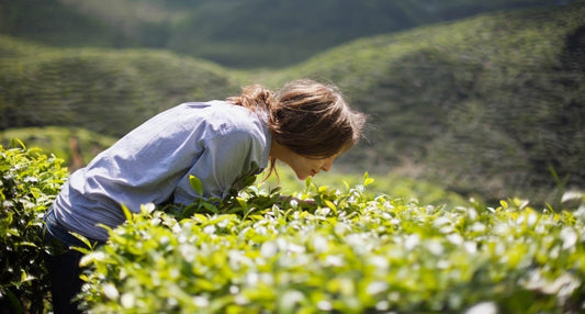 Vrouw die staat bij waar matcha van wordt gemaakt